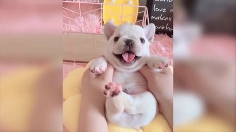 This puppy adores the massages!