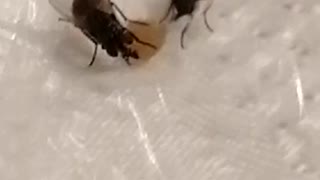Flies eating