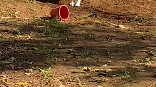 Quick-Witted Collie Flings Dirt Back