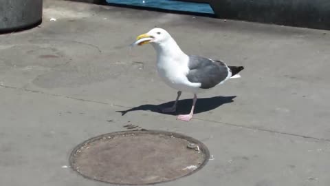 Seagull swallows a whole fish