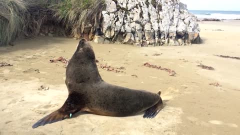 Farting & Pooping Seal