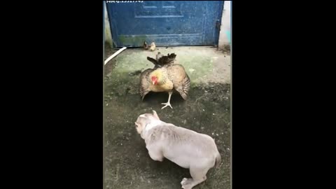 dog vs chicken