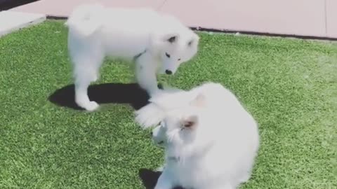 Samoyed invites friend to play, gets instantly ignored