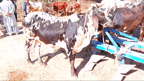 desi cow in village style