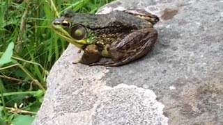 Existential frog