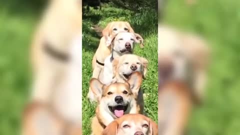 Bust funny video of the cute cats and the dogs reaction