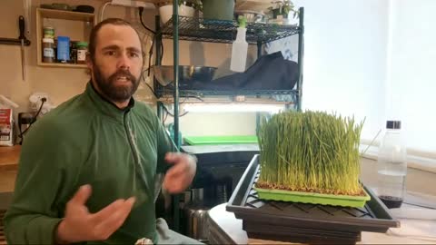 The Perfect Tray Of Wheatgrass growing