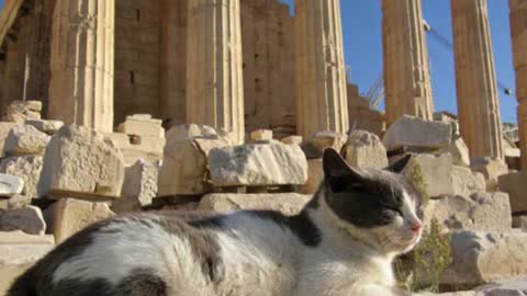 I GATTI nella storia e nella MITOLOGIA EGIZIA DOCUMENTARIO i persiani vinsero una guerra contro gli egizi perchè gli mandarono davanti i gatti all'esercito eh.gli egizi amavano i felidi e i felini,li veneravano proprio.ecco come si vince la guerra