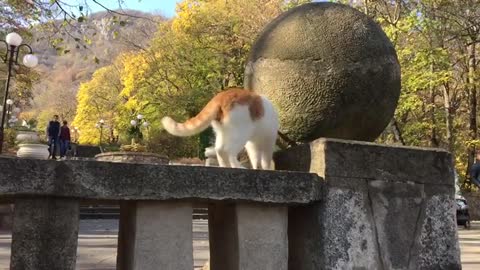 The cat walking in the wall