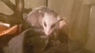 Cute baby opposum video