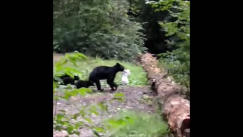Wild Bears Hilariously Hijack Tents, Bins And Cars To Search For Food
