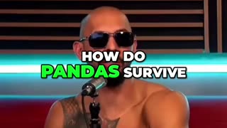 Why Andrew Tate hates pandas