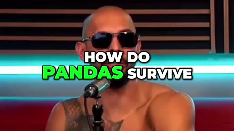 Why Andrew Tate hates pandas