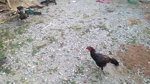 Peaceful Dog Stops Feathers From Flying By Stopping A Chicken Fight