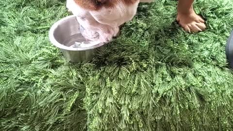 Adorable English Bulldog taking a drink of water, as we head out for our camping trip