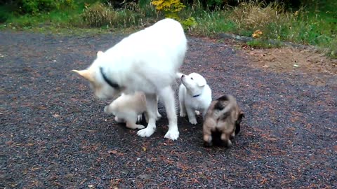 german shephard`s puppys for the first time outdoors