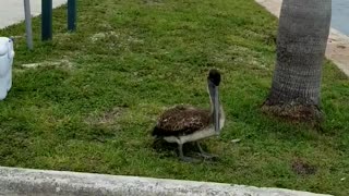 Healthy Pelican Flies Free After Being Injured