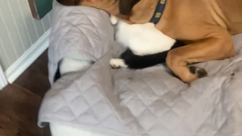 Kitty Doubles as Doggy Pillow