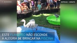 Filhote de flamingo se diverte em sua piscina