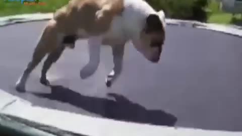 Dog Love Trampolines-🐕 See How ? 😂😂