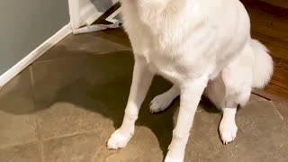 Puppy Dog Makes Room for Breakfast