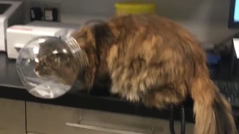 Cat head stuck in bin