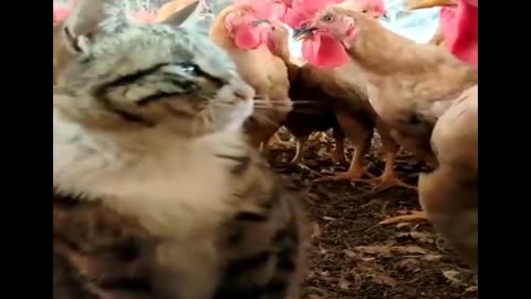 Funny animals. Cat&rooster