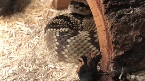 Northern Arizona blacktail rattlesnake