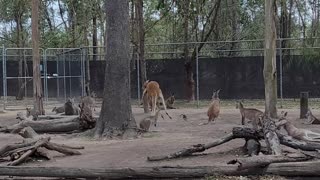 Terrifying Wallaby Makes An Appearance
