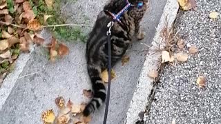 Teaching 3 months old kitten to walk on a leash
