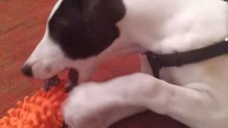 cute greyhound puppy fights off sleep.