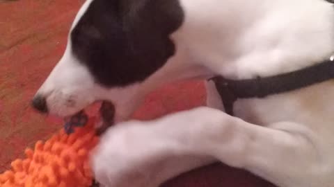 cute greyhound puppy fights off sleep.