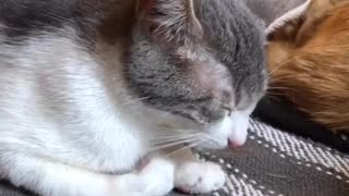 Sneezing Annoys the Cat