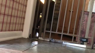 Puppy Dog Opens Pet Gate With Ease
