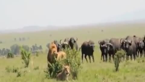 One Buffalo with Twenty Lions Fighting video