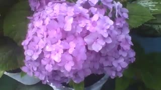 Beautiful purple hydrangeas with raindrops in a cement vase [Nature & Animals]