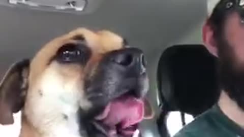 Tan brown dog sits in front seat of car and talks to his owners