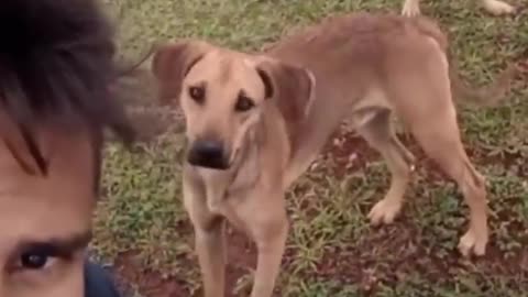 very funny cat and dogs compilation/😂😂😂😂😂😂😂/ #short