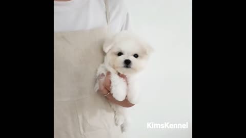Cute white little puppy