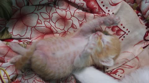 Kitten so cute when he sleep