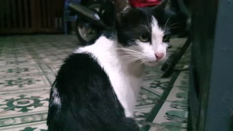 cate ,my cute pets cat and puppy dog funny moments