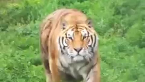 Cat funny video cat's meow meow tiger 🐅🐯