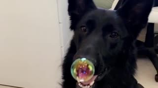 Black dog eats bubble