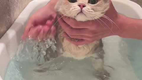 Kitten Bathing