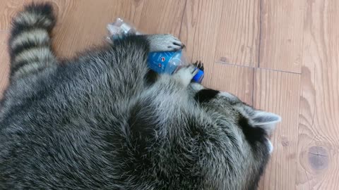 Raccoon tries hard to open the cola bottle.