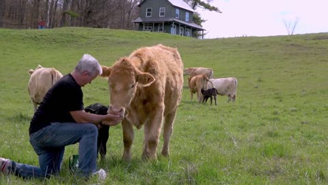 Farmhand brings cow her favorite treat after she delivers new baby