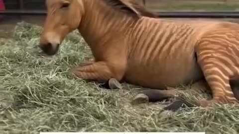 Zebra Horse hybrid