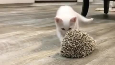 Cats and hedgehogs.