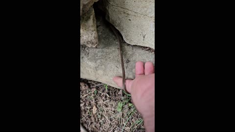 Relocating a Small Snake to a Safe Area