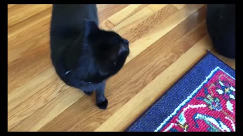 Training cat to follow and sit